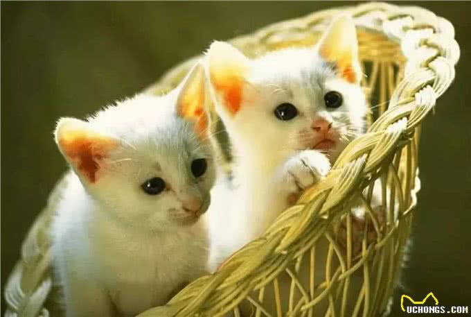 猫和狗到底有什么不同,你到底是适合养猫还是养狗?