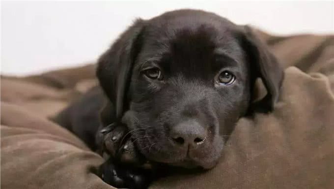 猫和狗到底有什么不同,你到底是适合养猫还是养狗?