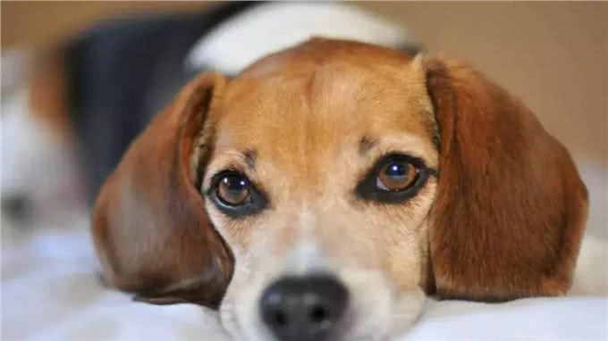 猫和狗到底有什么不同,你到底是适合养猫还是养狗?