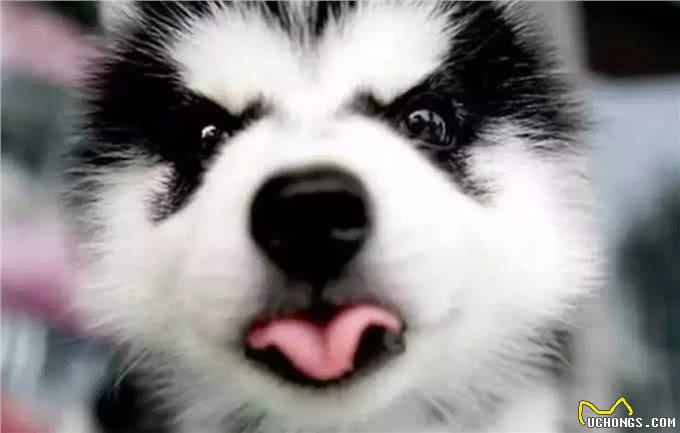 猫和狗到底有什么不同,你到底是适合养猫还是养狗?