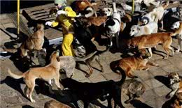 猫和狗到底有什么不同，你到底是适合养猫还是养狗?