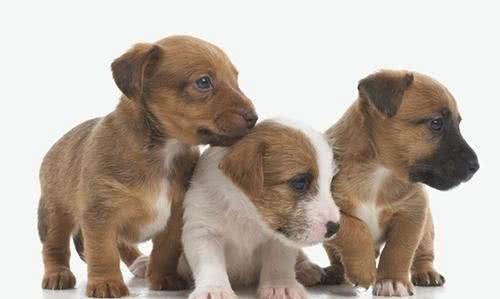 麻麻的疑问狗狗为什么不能吃太咸