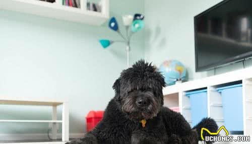 麻麻的疑问狗狗为什么不能吃太咸