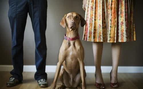 麻麻的疑问狗狗为什么不能吃太咸