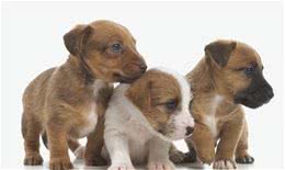 麻麻的疑问狗狗为什么不能吃太咸