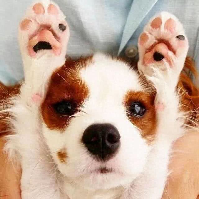 为什么狗狗不让摸肉垫?