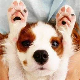 为什么狗狗不让摸肉垫?