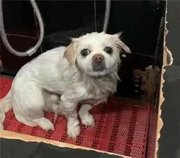 狗狗怕洗澡还护食咬人，要怎么纠正?