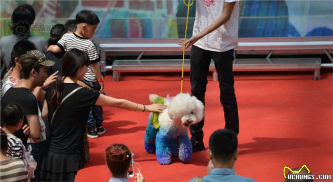 每个人都会把家养的宠物狗狗打扮得漂漂亮亮的来参加选美大赛