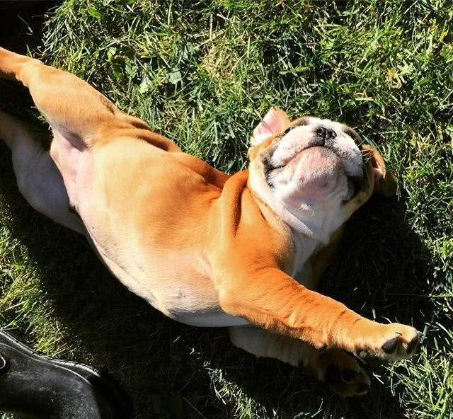 狗不可貌相，英国斗牛犬是不是真的像你口中的那么凶?