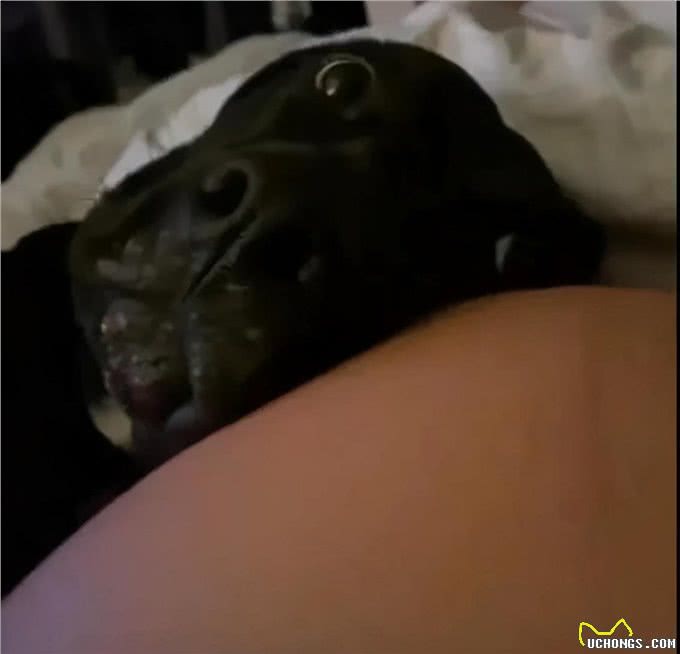 狗狗隔着玻璃窗看望刚出生的小主人，兴奋的小眼神满是喜悦