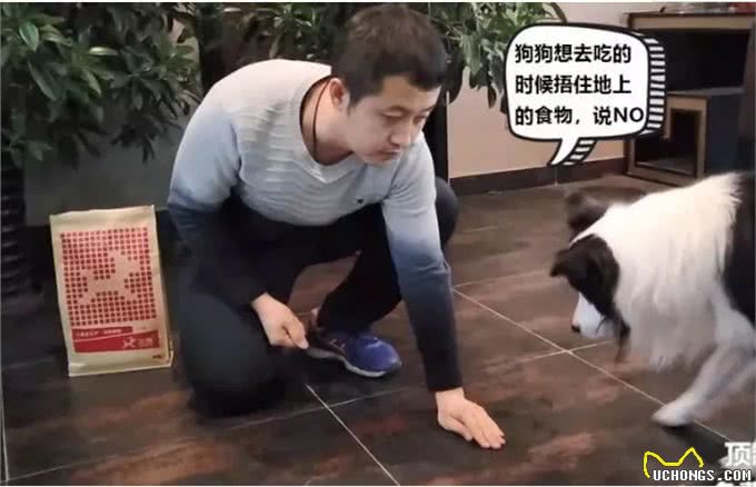 训狗:AWI中国区飞盘冠军训导师教你2招轻松搞定狗狗乱吃!