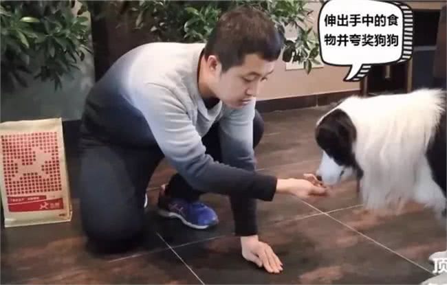 训狗:AWI中国区飞盘冠军训导师教你2招轻松搞定狗狗乱吃!