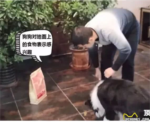 训狗:AWI中国区飞盘冠军训导师教你2招轻松搞定狗狗乱吃!