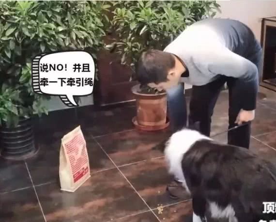 训狗:AWI中国区飞盘冠军训导师教你2招轻松搞定狗狗乱吃!