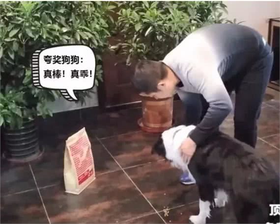 训狗:AWI中国区飞盘冠军训导师教你2招轻松搞定狗狗乱吃!