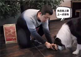 训狗:AWI中国区飞盘冠军训导师教你2招轻松搞定狗狗乱吃!