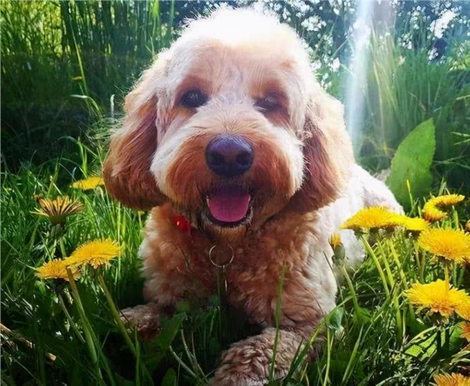 当泰迪犬有这些特征，说明它已经步入老年期了