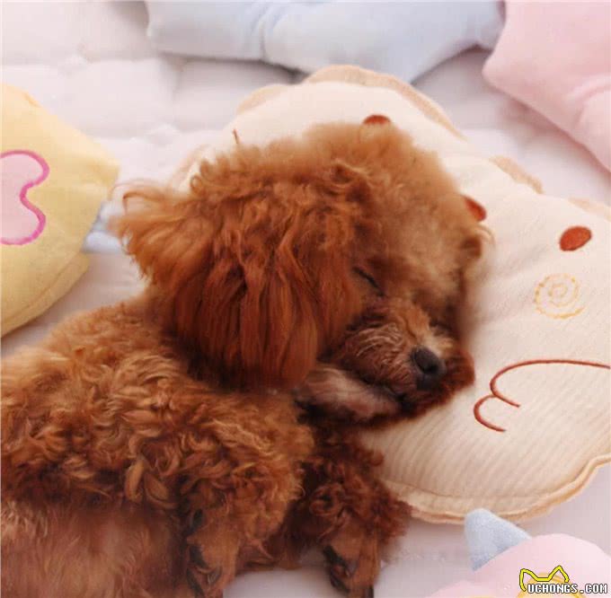 当泰迪犬有这些特征，说明它已经步入老年期了