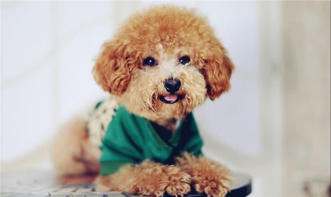 当泰迪犬有这些特征，说明它已经步入老年期了