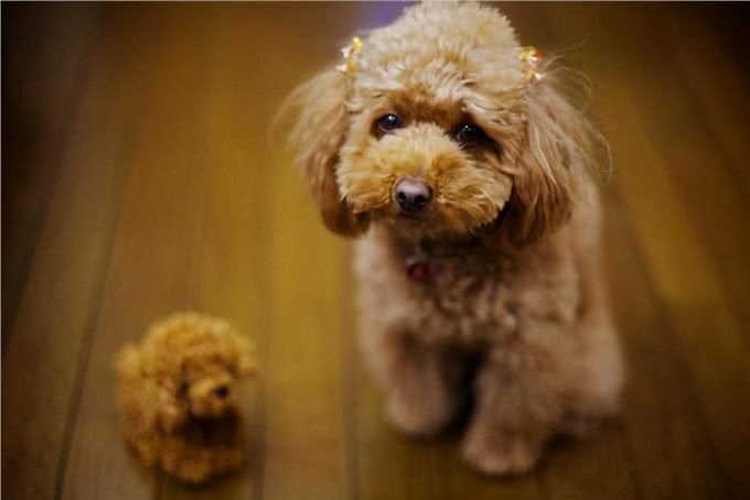 当泰迪犬有这些特征，说明它已经步入老年期了