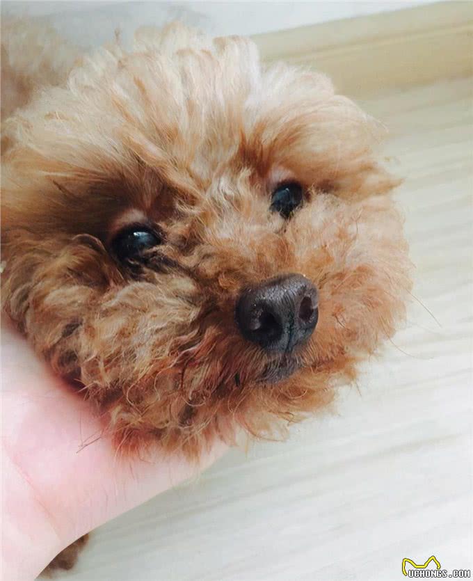 当泰迪犬有这些特征，说明它已经步入老年期了