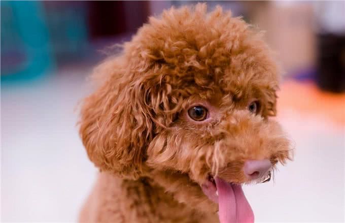 当泰迪犬有这些特征，说明它已经步入老年期了