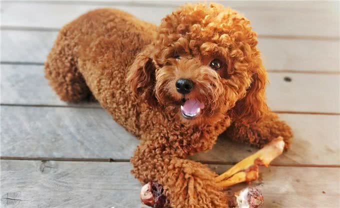 当泰迪犬有这些特征，说明它已经步入老年期了