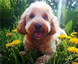 当泰迪犬有这些特征，说明它已经步入老年期了