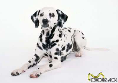 斑点犬（大麦町犬）的百科世界