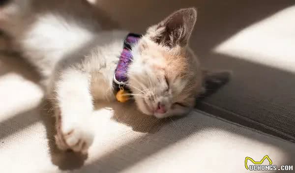 辟谣!还用储粮桶存猫粮?不怕变质吗?这才是储存猫粮的正确方式