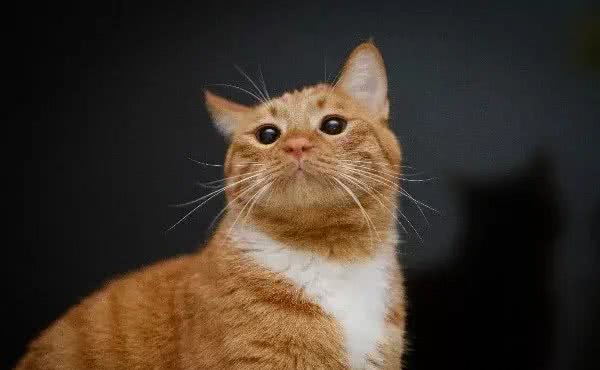 辟谣!还用储粮桶存猫粮?不怕变质吗?这才是储存猫粮的正确方式