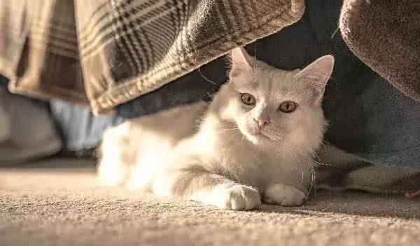 辟谣!还用储粮桶存猫粮?不怕变质吗?这才是储存猫粮的正确方式