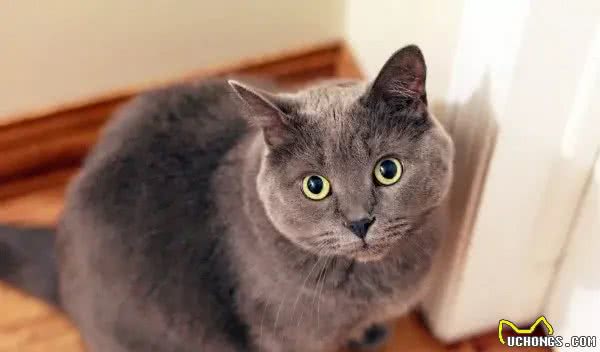 辟谣!还用储粮桶存猫粮?不怕变质吗?这才是储存猫粮的正确方式