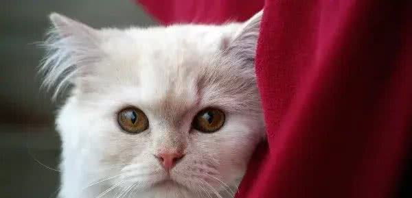 辟谣!还用储粮桶存猫粮?不怕变质吗?这才是储存猫粮的正确方式