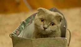 辟谣!还用储粮桶存猫粮?不怕变质吗?这才是储存猫粮的正确方式