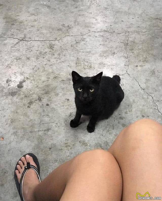 为了多能吃点，这只猫使用了猫界秘术影分身?