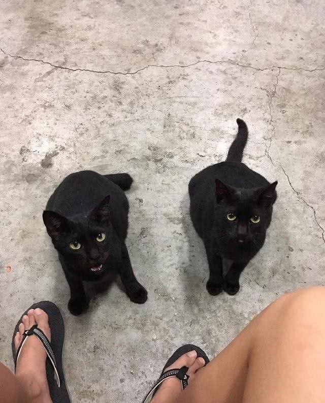 为了多能吃点，这只猫使用了猫界秘术影分身?