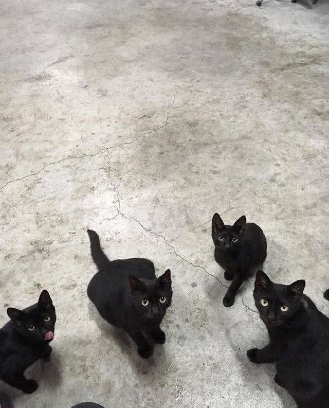 为了多能吃点，这只猫使用了猫界秘术影分身?