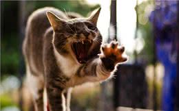 为了多能吃点，这只猫使用了猫界秘术影分身?