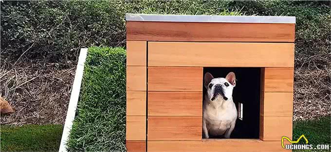 创意无限的小狗屋舍