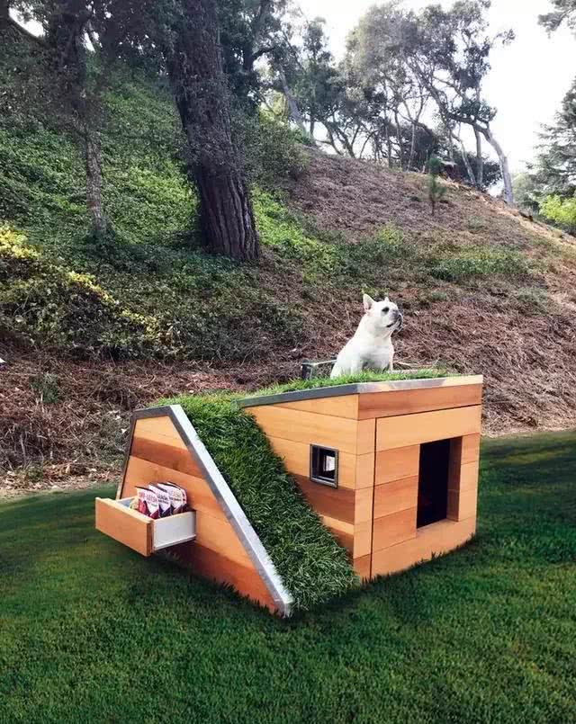 创意无限的小狗屋舍