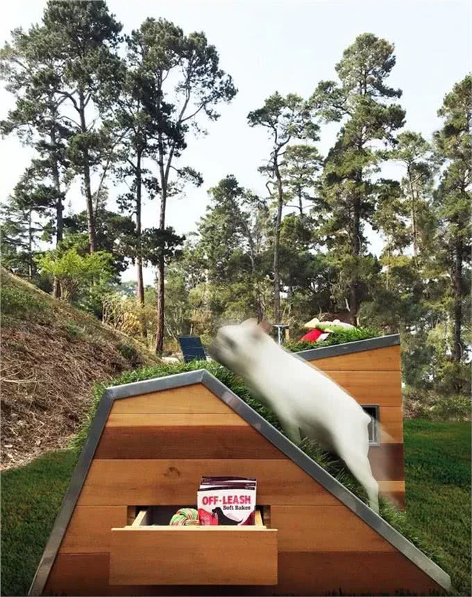 创意无限的小狗屋舍