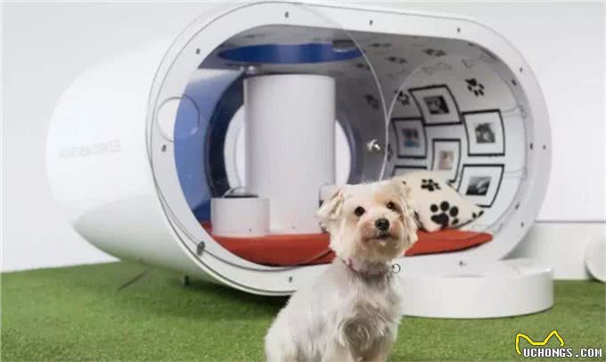 创意无限的小狗屋舍