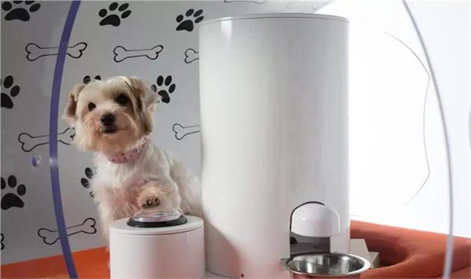 创意无限的小狗屋舍