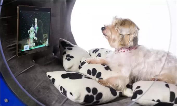 创意无限的小狗屋舍