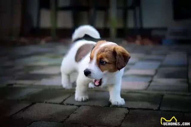 只需6招!还你安静狗狗~