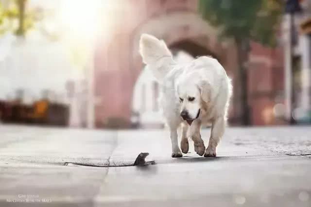 只需6招!还你安静狗狗~