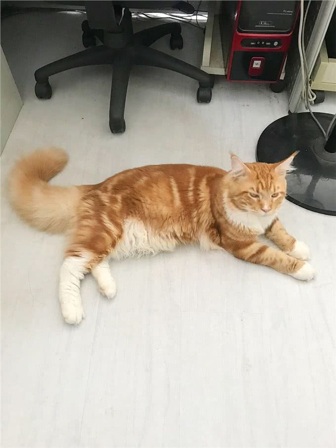 缅因成年有多大，十岁娃子抱不下，能吃到你破产的家猫