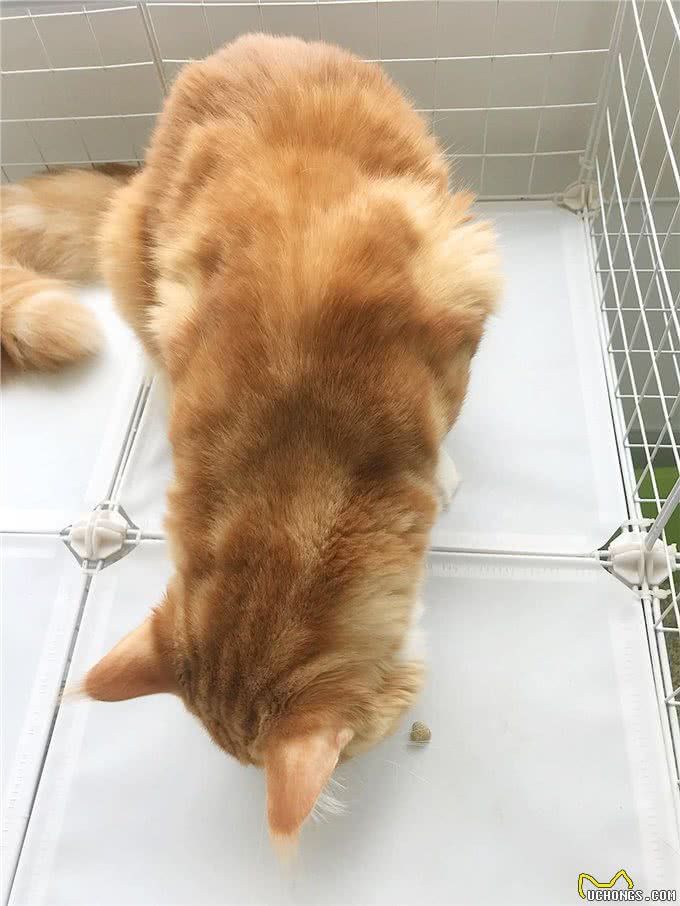 缅因成年有多大，十岁娃子抱不下，能吃到你破产的家猫